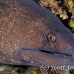 moray_yellowmargin_bhr_tam_h_0082_bal5825.jpg